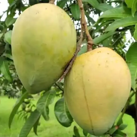 হাড়িভাঙ্গা আম - ৪০ কেজি